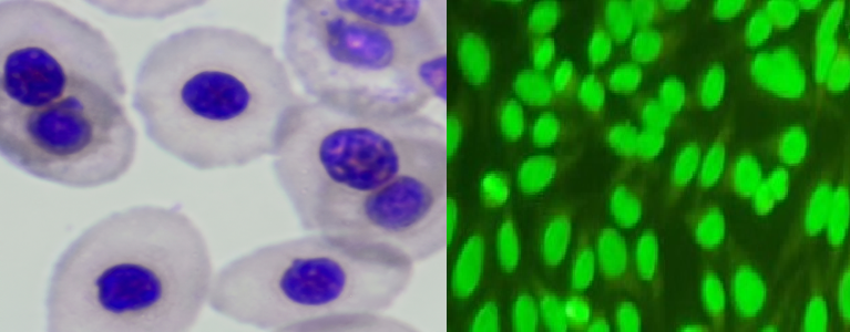 mn-assay